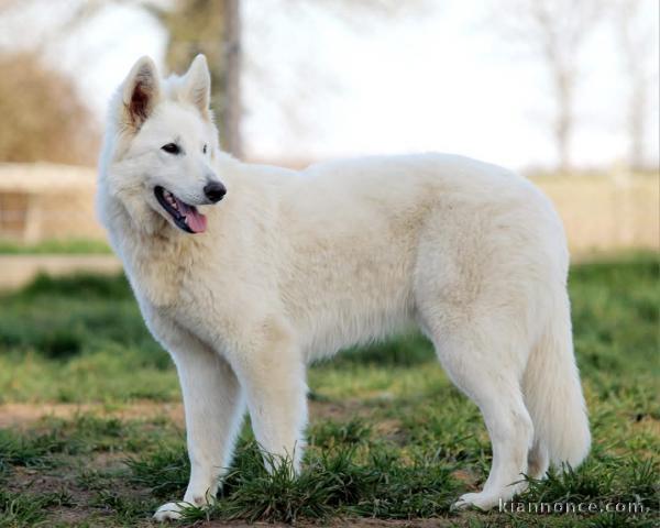 chiot berger blanc suisse sont disponibles 