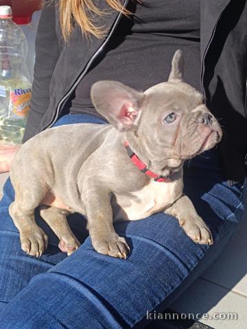 chiot bouledogue français à donner 