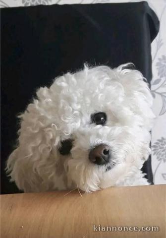 chiot bichon maltais à adopter 