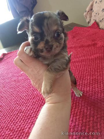 Chiot chihuahua disponible pour adoption 