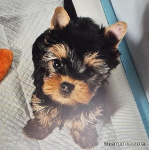 chiot Yorkshire terrier disponible 