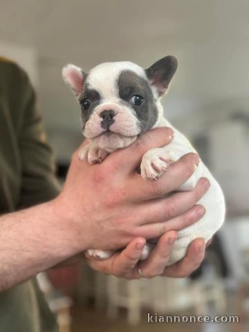 Chiot bouledogue français à donner 