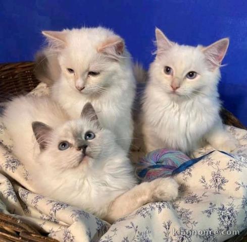 Adorable chaton ragdoll disponible 