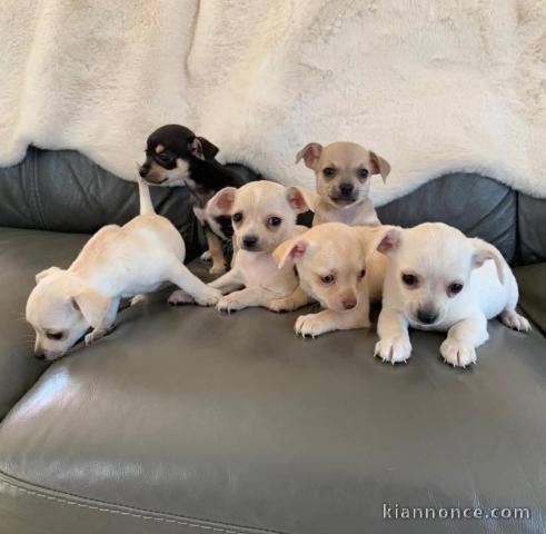 chiot chihuahua disponible pour adoption 