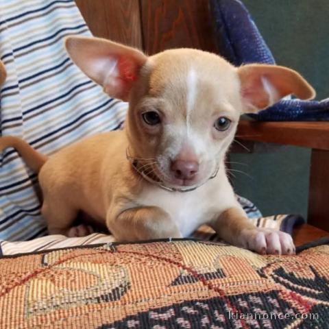 Adoption chiot chihuahua disponible 