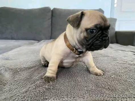 chiot bouledogue français femelle disponible 