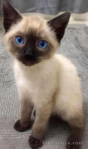 Adorable chaton ragdoll disponible 