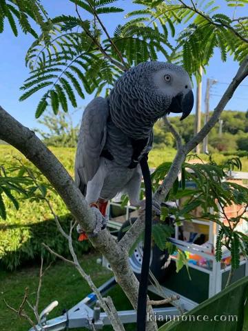 Disponible perroquet gris Gabon adopter 