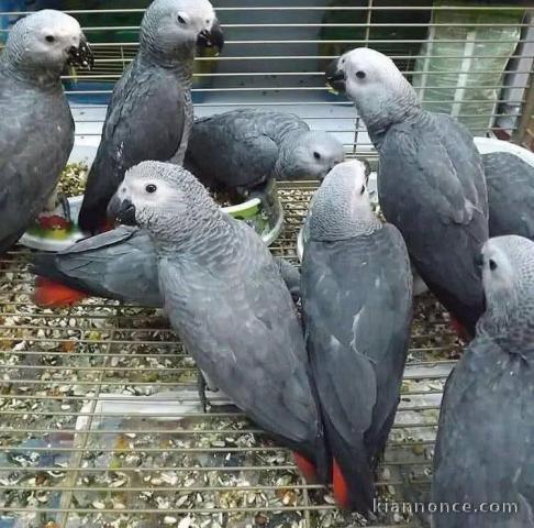 Adoption perroquet gris Gabon disponible 