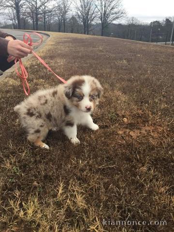 chiot berger australien mâle disponible 