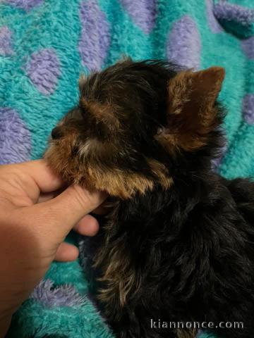 chiot Yorkshire terrier disponible 