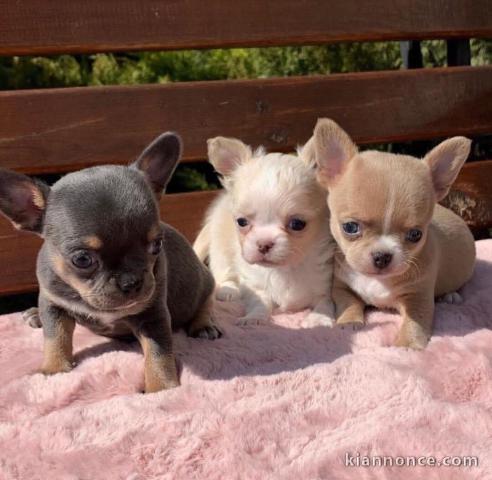 chiot chihuahua disponible pour adoption 