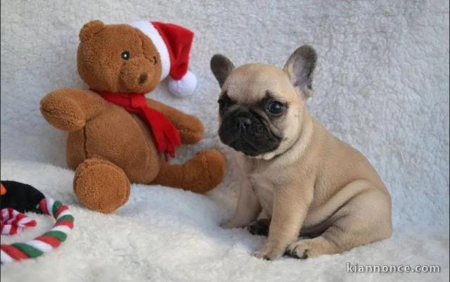 Adorable chiot bouledogue français à donner 