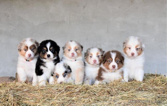 Adoption chiot berger australien disponible 