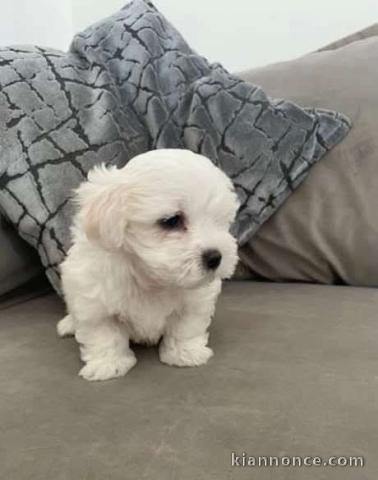 chiot bichon frisé femelle adorable 