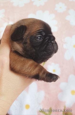 Je donne chiot bouledogue français 