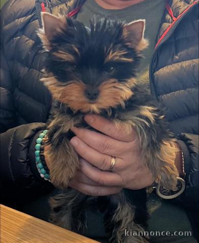 chiot Yorkshire terrier disponible 