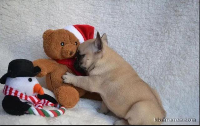 Chiot bouledogue français adorable 