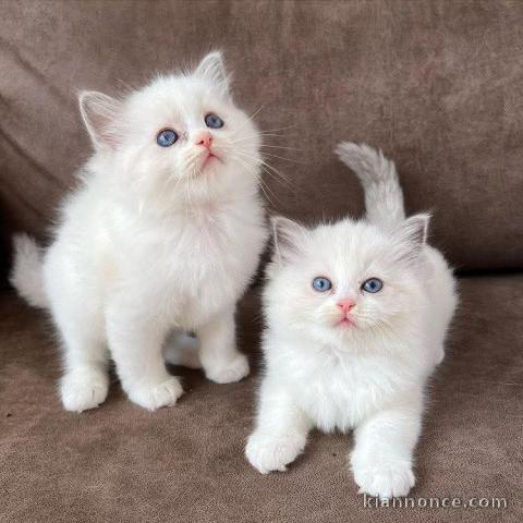 Chatons ragdoll disponible adorable 