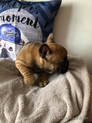 chiot bouledogue français à donner 