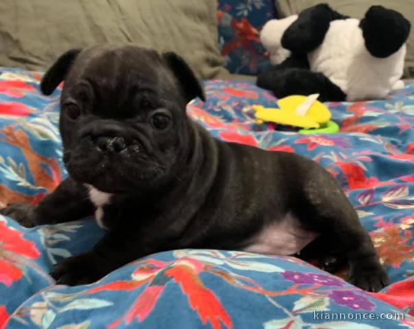 adorable chiot bouledogue français lof