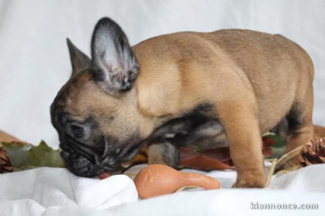 Dons chiot bouledogue français disponible 