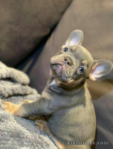 Adorable chiot bouledogue français lof