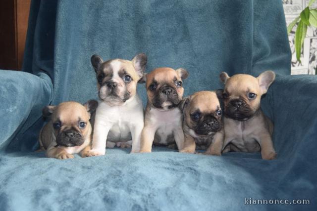 Adoption chiot bouledogue français 