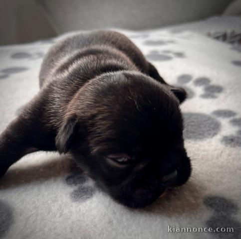 chiot bouledogue français à donner 