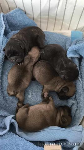 Dons chiot bouledogue français lof