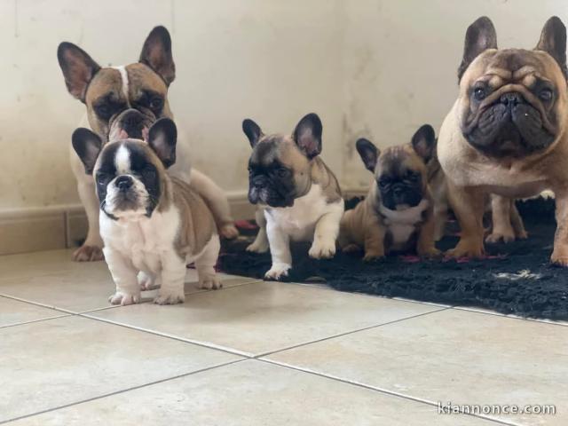 Dons chiot bouledogue français disponible 