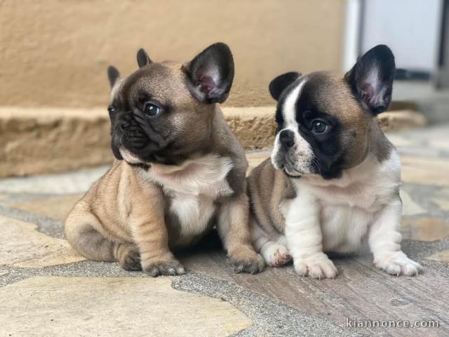 chiot bouledogue français adorable 