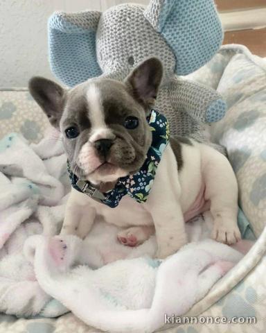 chiot bouledogue français à donner 