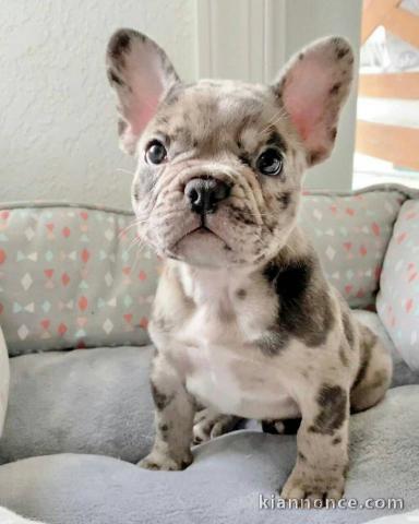 chiot bouledogue français lof magnifique 