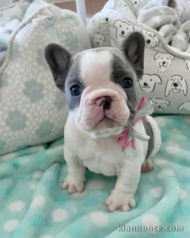 chiot bouledogue français à donner 