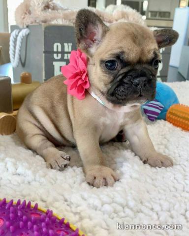 Chiot bouledogue français à donner 