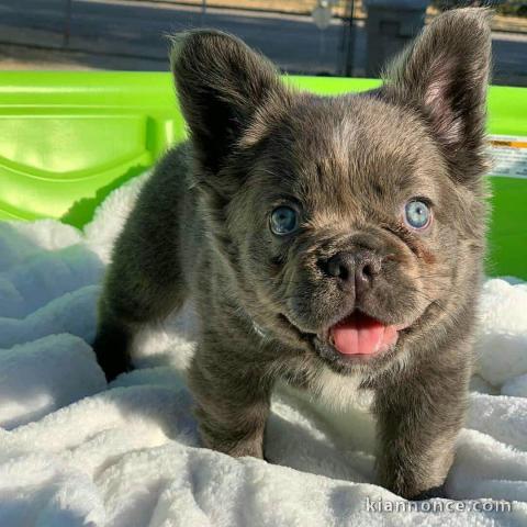 chiot bouledogue français aux yeux bleus 