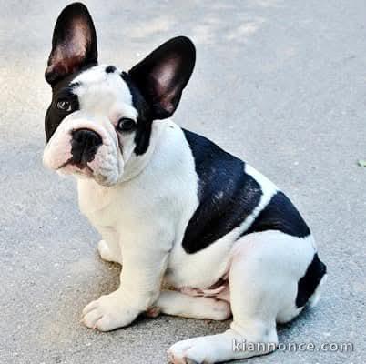 chiot bouledogue français disponible 