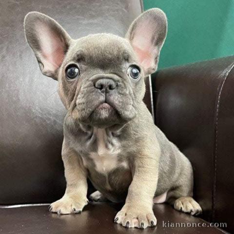 Adoption chiot bouledogue français 