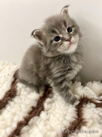 Chatons Maine Coon à adopter 