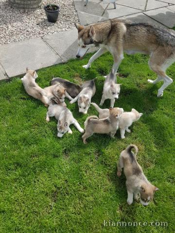 chiot husky sibérien à donner disponible 