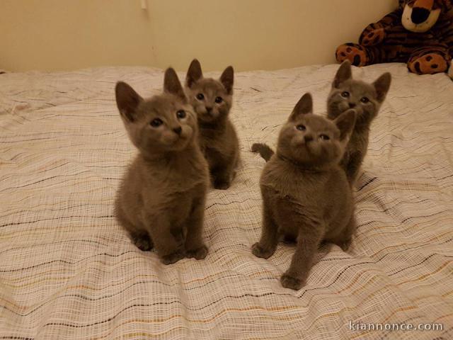 chaton chartreux à donner 