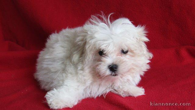 chiot bichon maltais à donner 