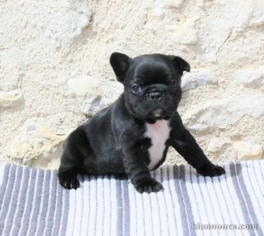 chiot bouledogue français à donner adorable 