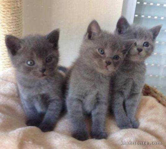 Annonce chatons chartreux à donner 