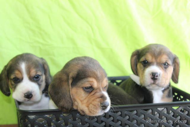 chiot beagle à adopter 