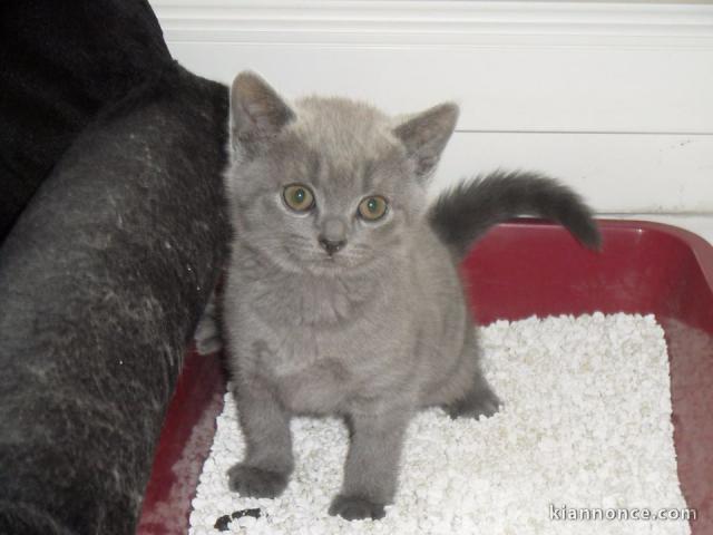 Chaton chartreux à donner 