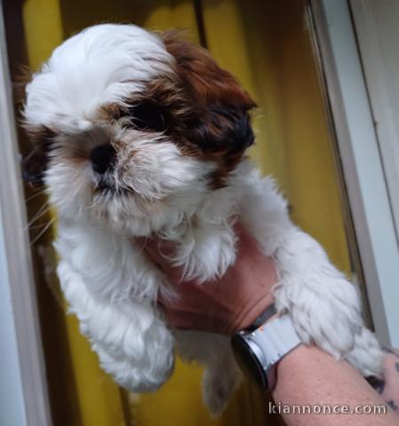 chiot Shih Tzu race pure 