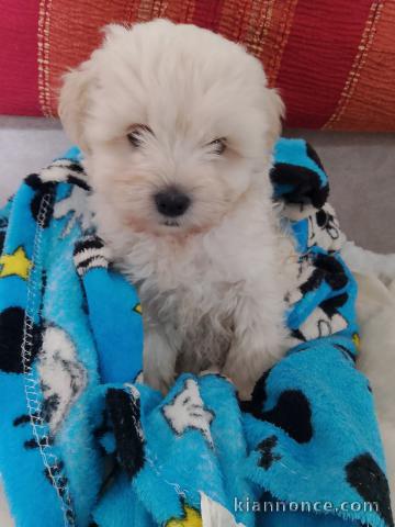 Chiot bichon maltais à adopter 