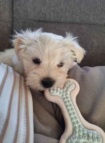 Chiot bichon maltais à donner 